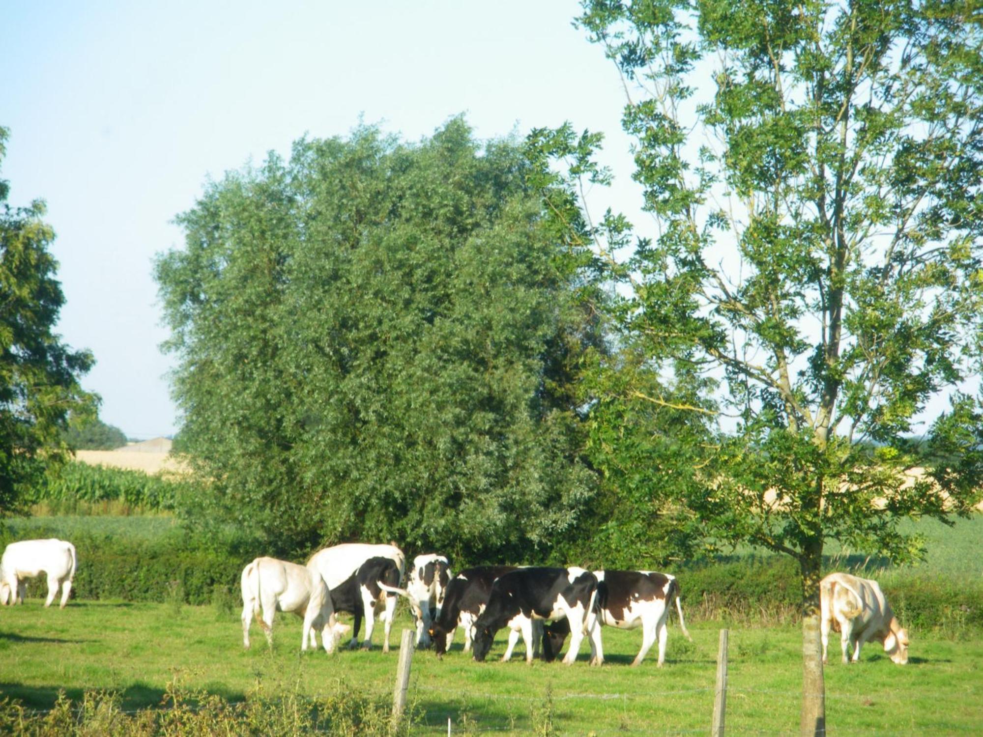 La Vallée des Trois Monts Saint-Sylvestre-Cappel Extérieur photo