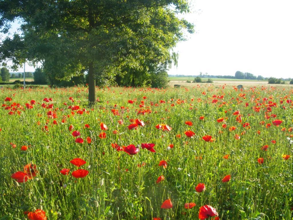 La Vallée des Trois Monts Saint-Sylvestre-Cappel Extérieur photo
